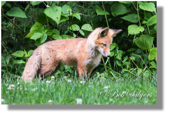 Fox Kits